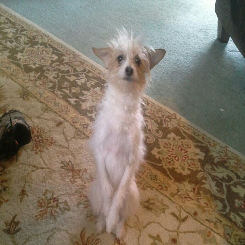 Biscuit - Picture 2 of 2